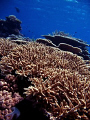   Great Barrier Reef HardCorals Hard-Corals Hard Corals  